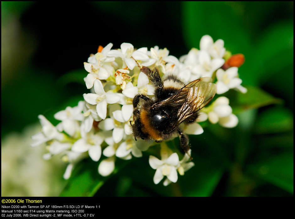 Bumblebee (Humlebi / Bombus terrestris)