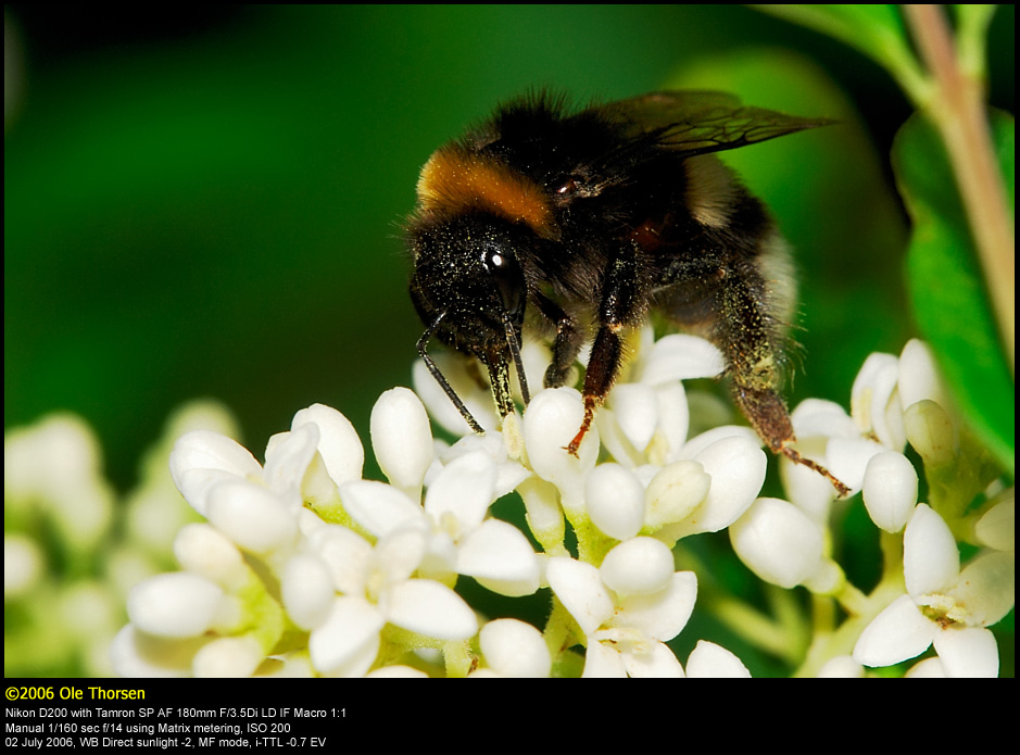 Bumblebee (Humlebi / Bombus terrestris)