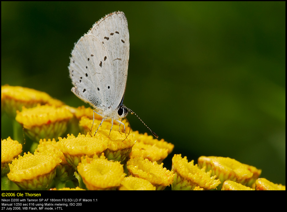 Holly Blue (Skovblfugl / Celastrina argiolus)
