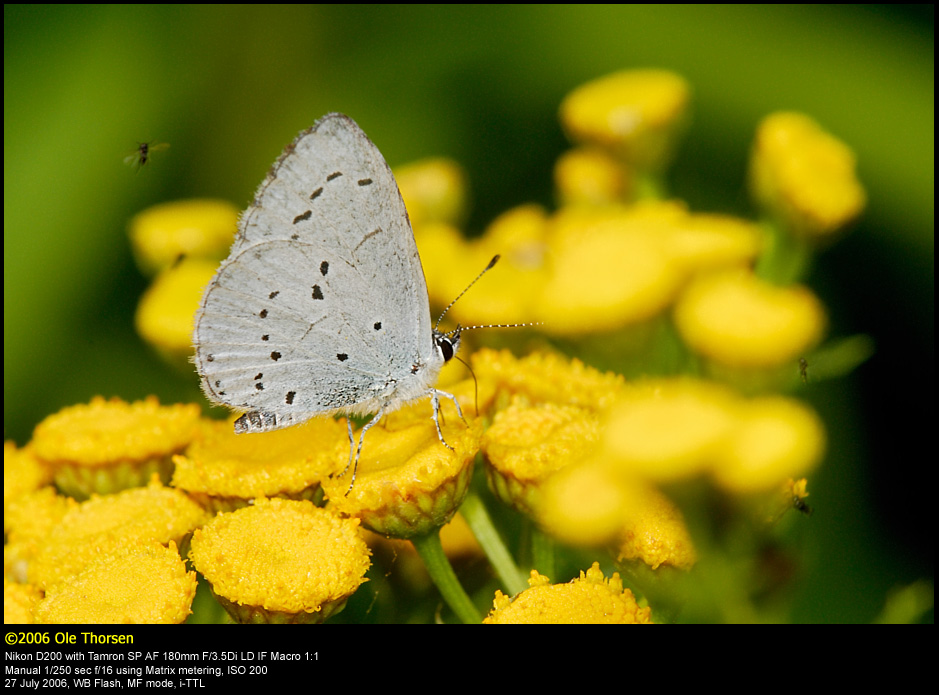 Holly Blue (Skovblfugl / Celastrina argiolus)