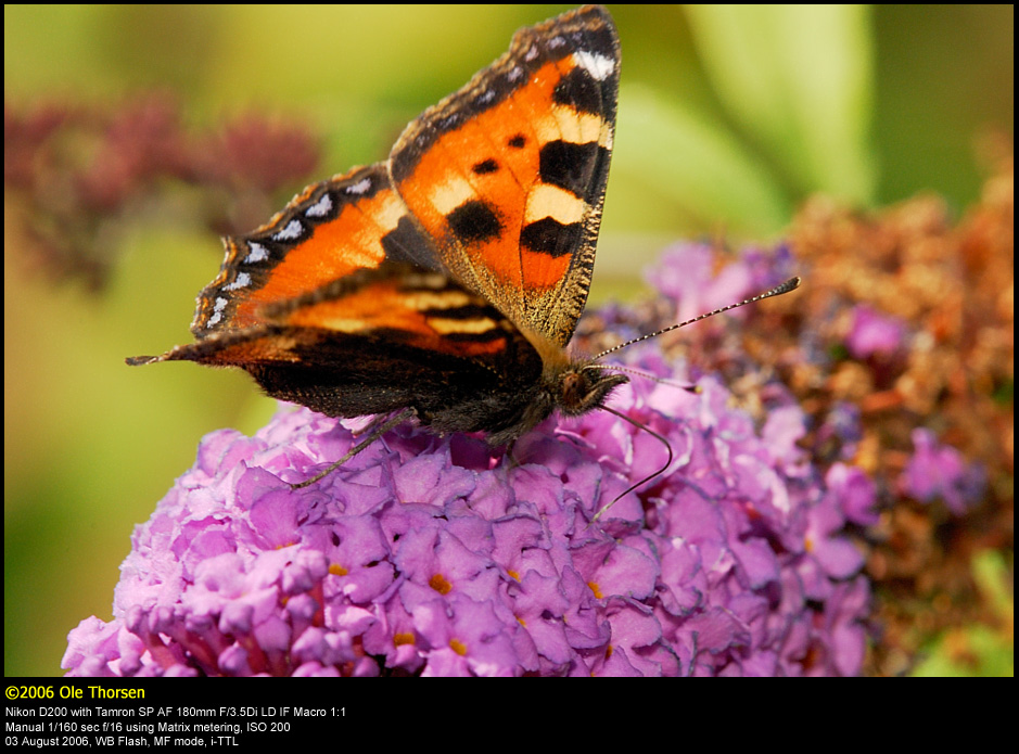 Small Tortoiseshell (Nldens takvinge / Aglais urticae)