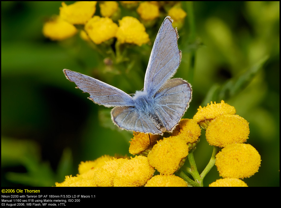 Common Blue (Almindelig Blfugl / Polyommatus icarus)