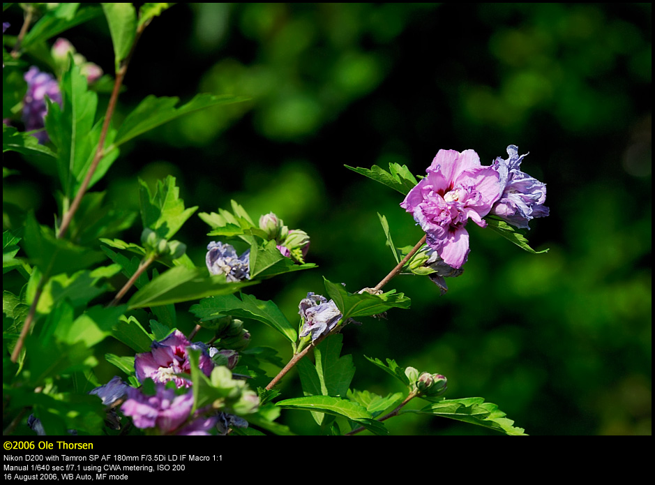 Rose-of-Sharon (Syrisk Rose / Hibiscus syriacus)