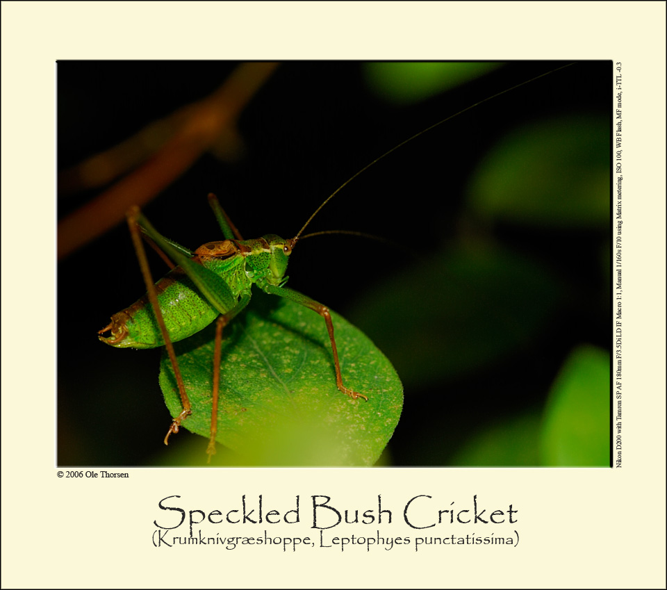 Speckled Bush Cricket (Krumknivgrshoppe / Leptophyes punctatissima)