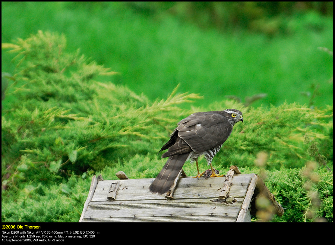 Sparrowhawk (Spurvehg / Accipiter nisus)