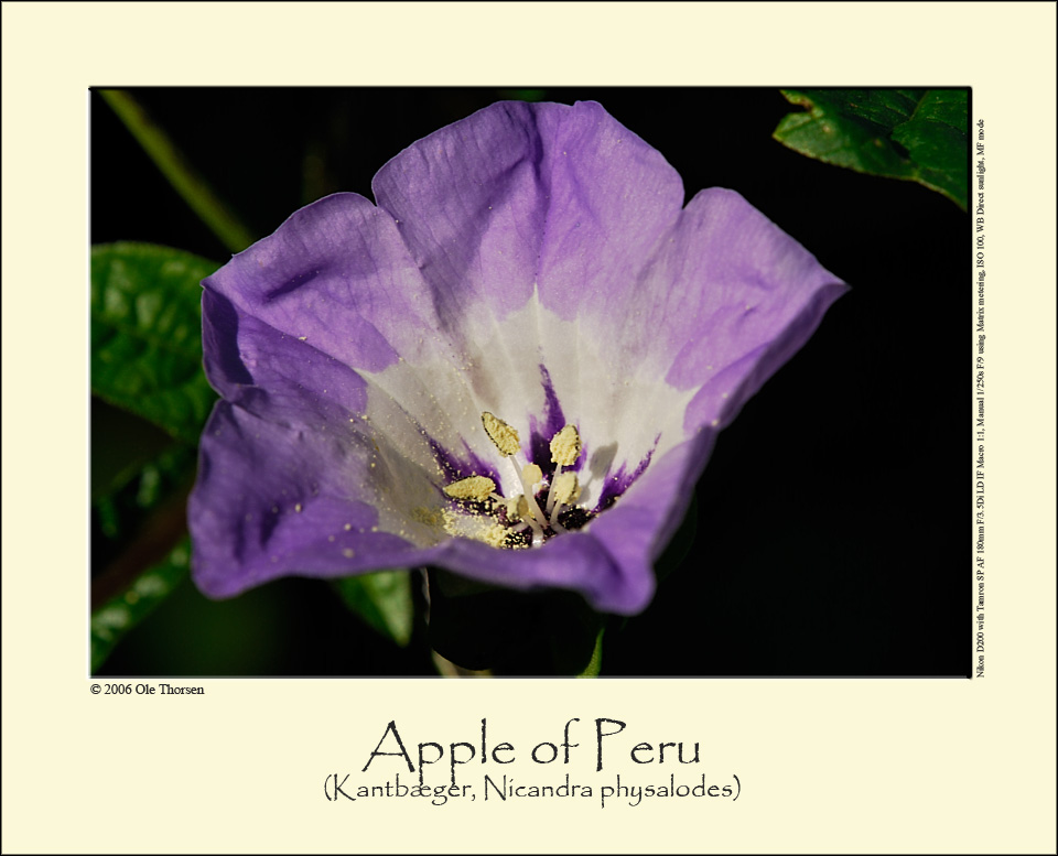 Apple of Peru (Kantbger / Nicandra physalodes)