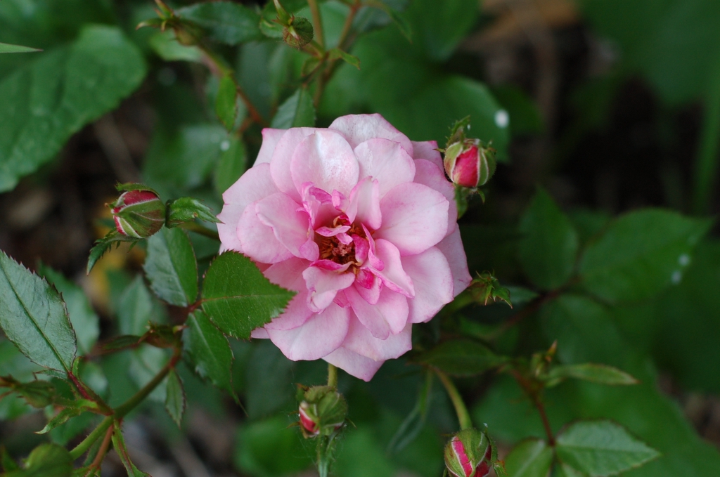DSC_0163.JPG