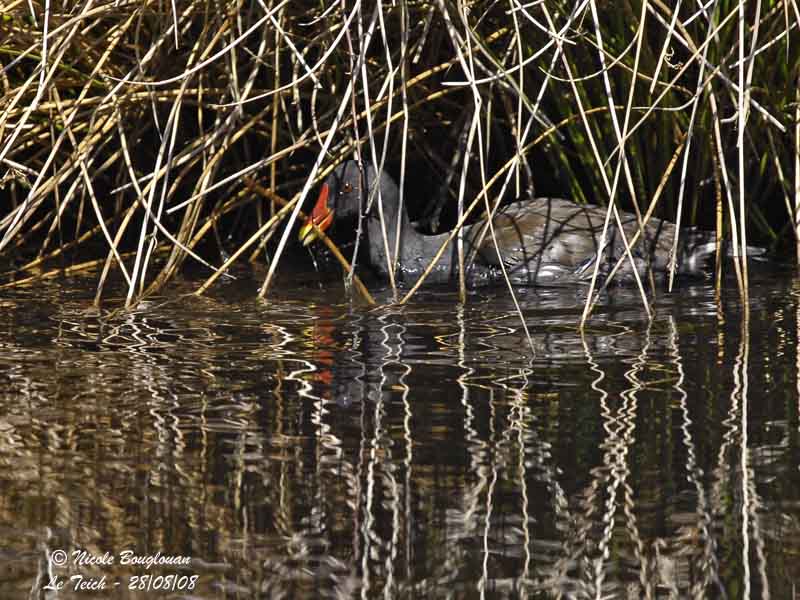COMMON MOORHEN