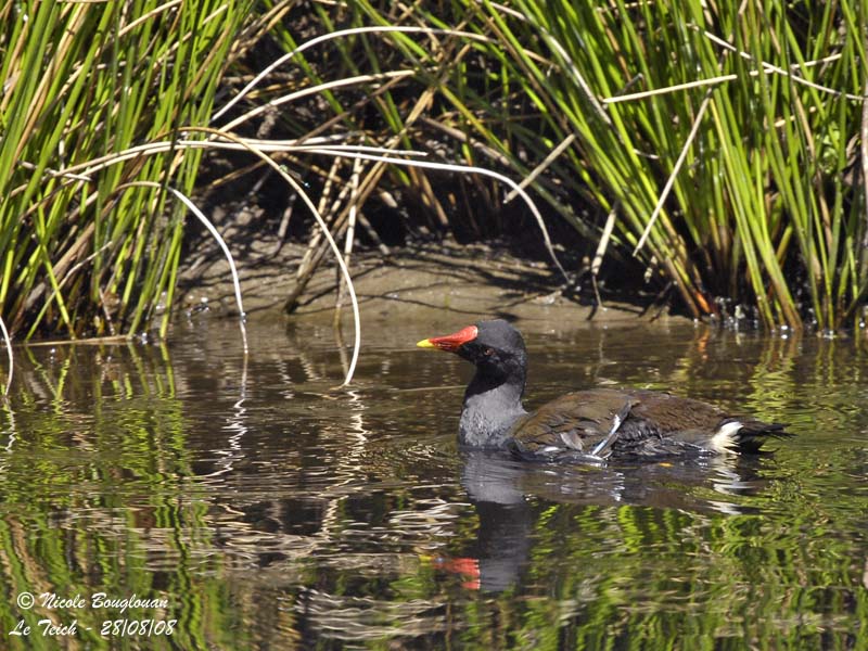COMMON MOORHEN