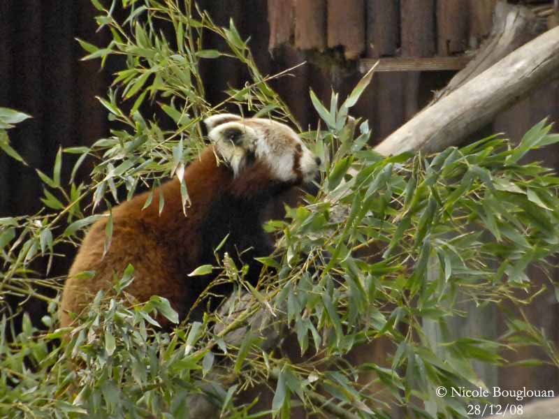 RED PANDA