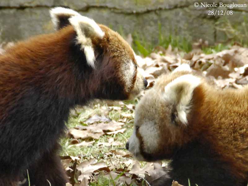 RED PANDA