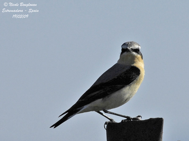 NORTHERN WHEATEAR