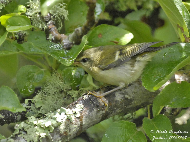 FIRECREST juvenile