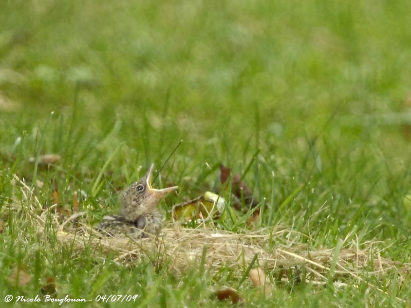 SPOTTED FLYCATCHER chick