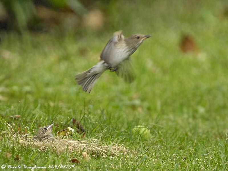 SPOTTED FLYCATCHER adult and young