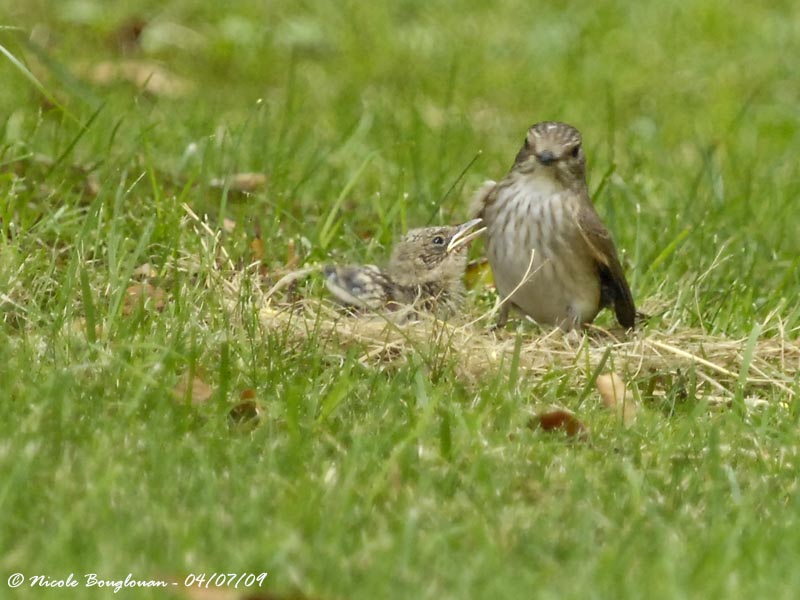 SPOTTED FLYCATCHER adult and young
