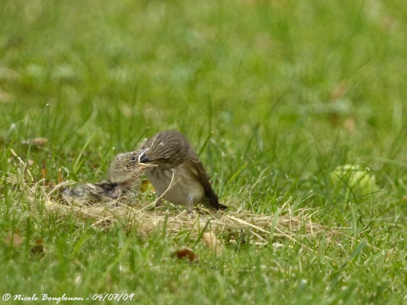 SPOTTED FLYCATCHER adult and young