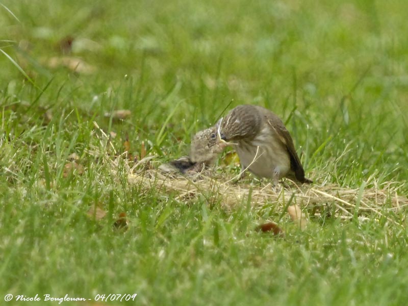 SPOTTED FLYCATCHER adult and young