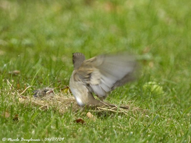 SPOTTED FLYCATCHER adult and young