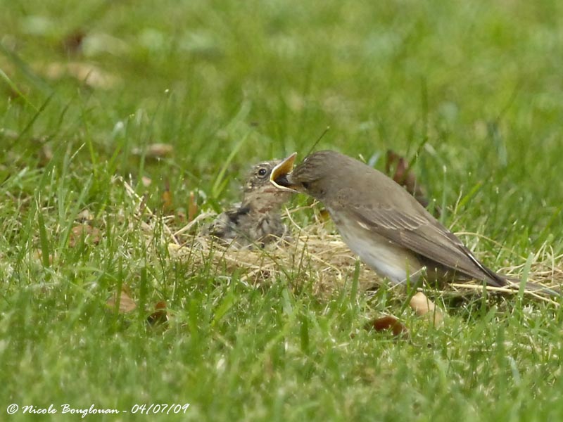 SPOTTED FLYCATCHER adult and young