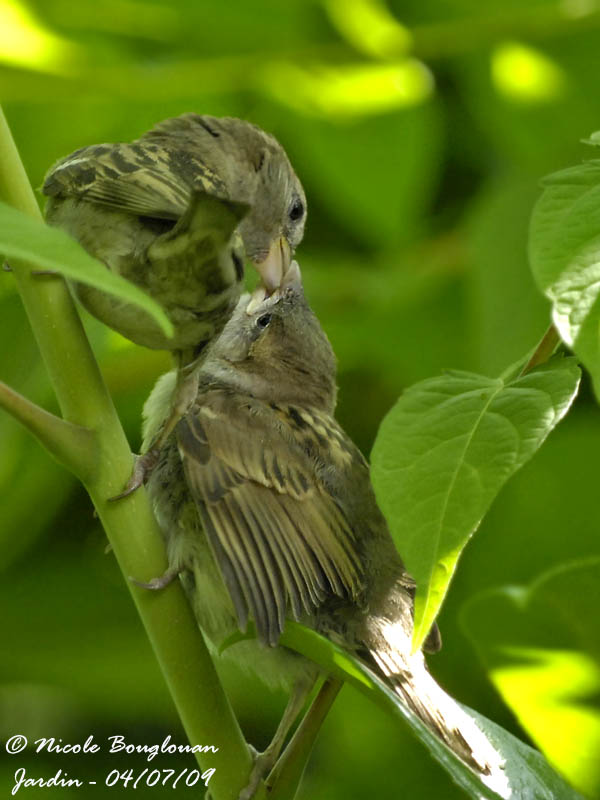 House Sparrow female feeding chick