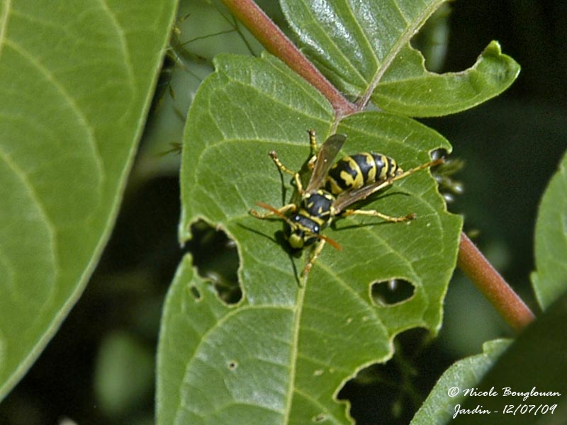 EUROPEAN PAPER WASP - POLISTES DOMINULUS - POLISTE GAULOIS 