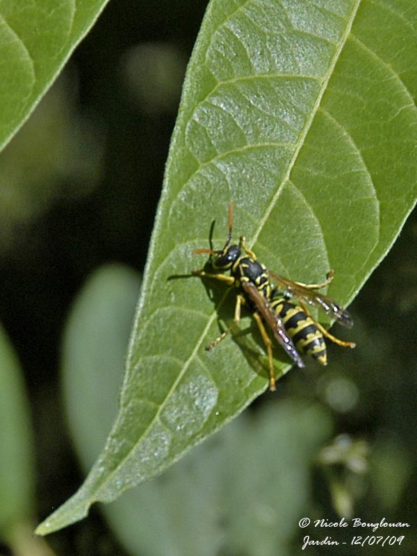 EUROPEAN PAPER WASP - POLISTES DOMINULUS - POLISTE GAULOIS 