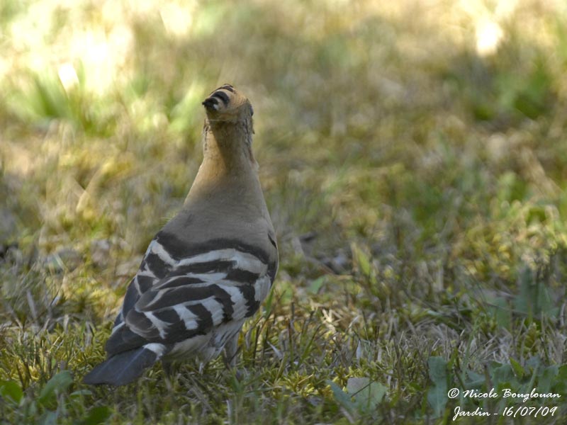 HOOPOE
