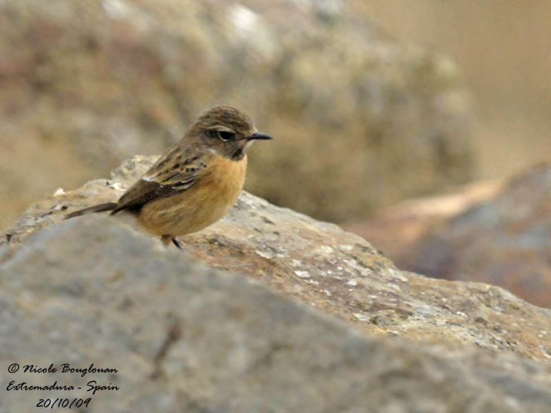 COMMON STONECHAT  female - Saxicola torquata - Tarier ptre