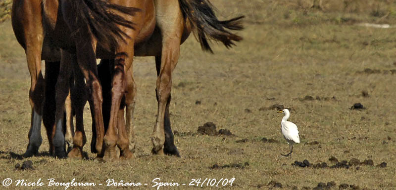CATTLE EGRET - Bubulcus ibis - Hron gardeboeufs