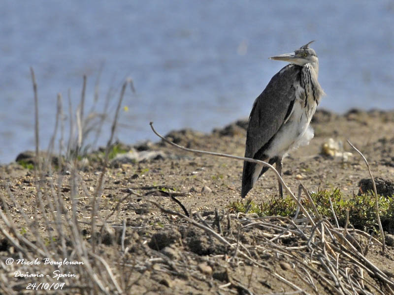 GREY HERON - Ardea cinerea - Hron cendr