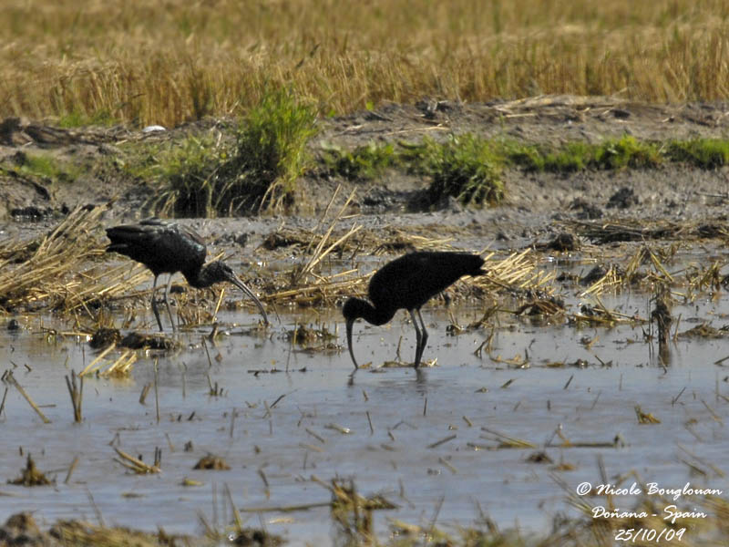 GLOSSY IBIS