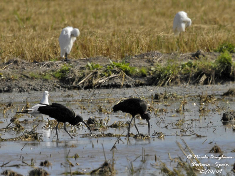 GLOSSY IBIS