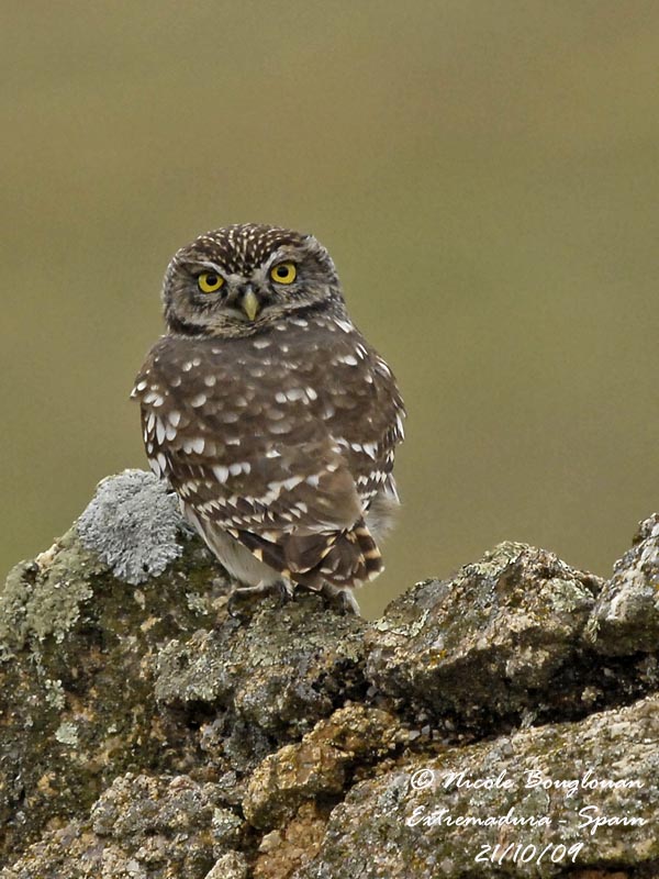 LITTLE OWL