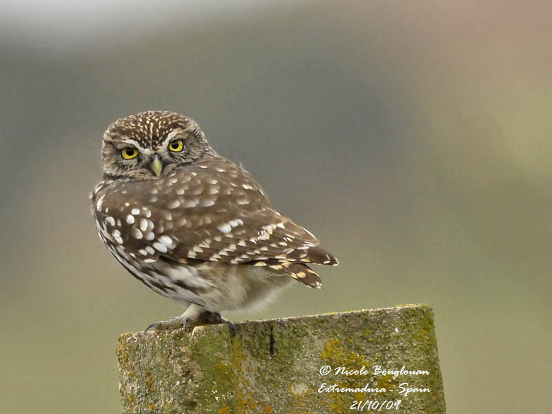 LITTLE OWL