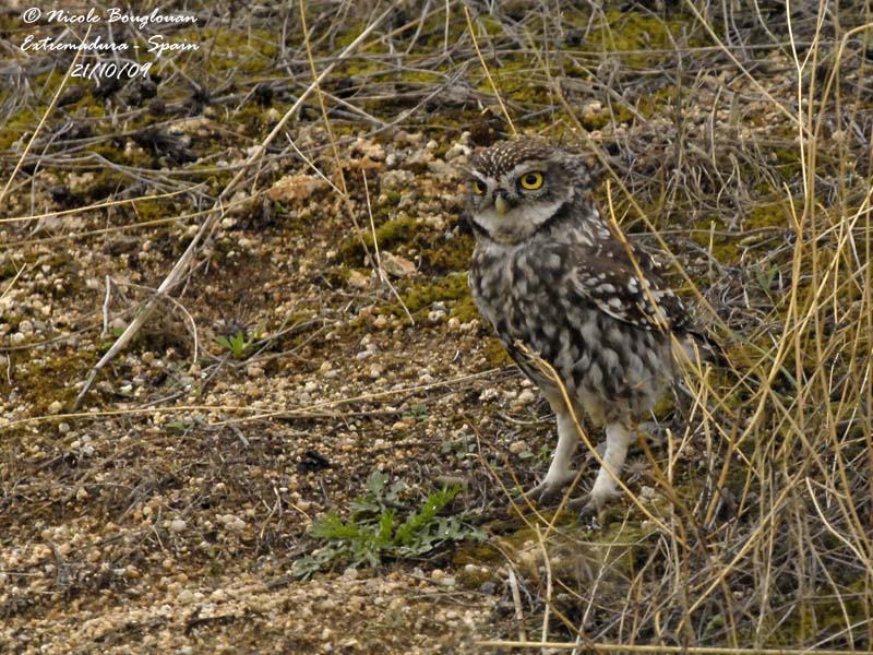 LITTLE OWL hunting on the ground