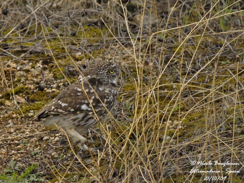 LITTLE OWL hunting on the ground