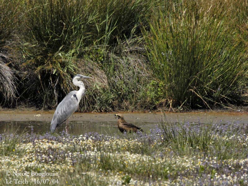Grey Heron and Black Kite