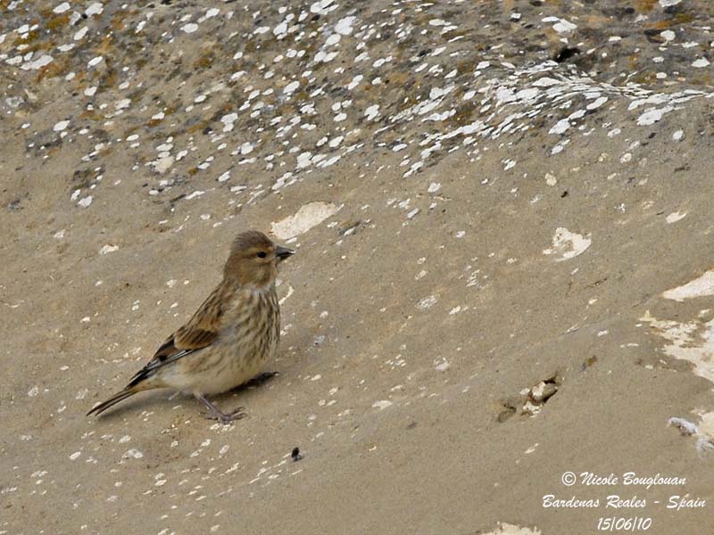 COMMON LINNET female