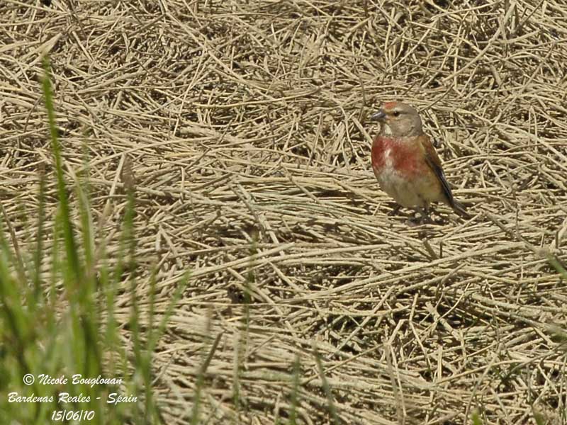 COMMON LINNET male