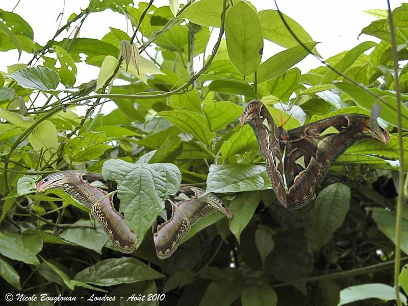 ATLAS MOTH - ATTACUS ATLAS - PAPILLON COBRA - Pair