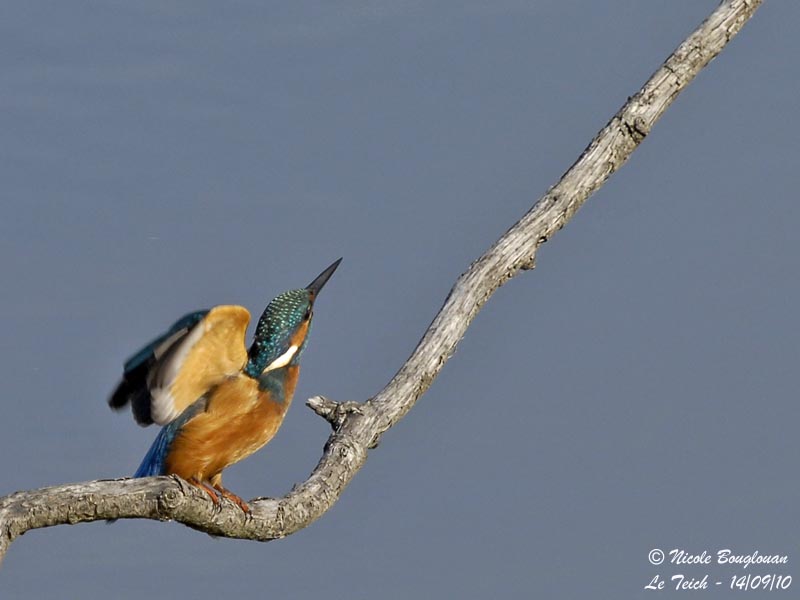 Common kingfisher male take-off