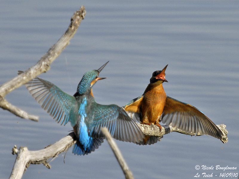 Common Kingfisher confrontation