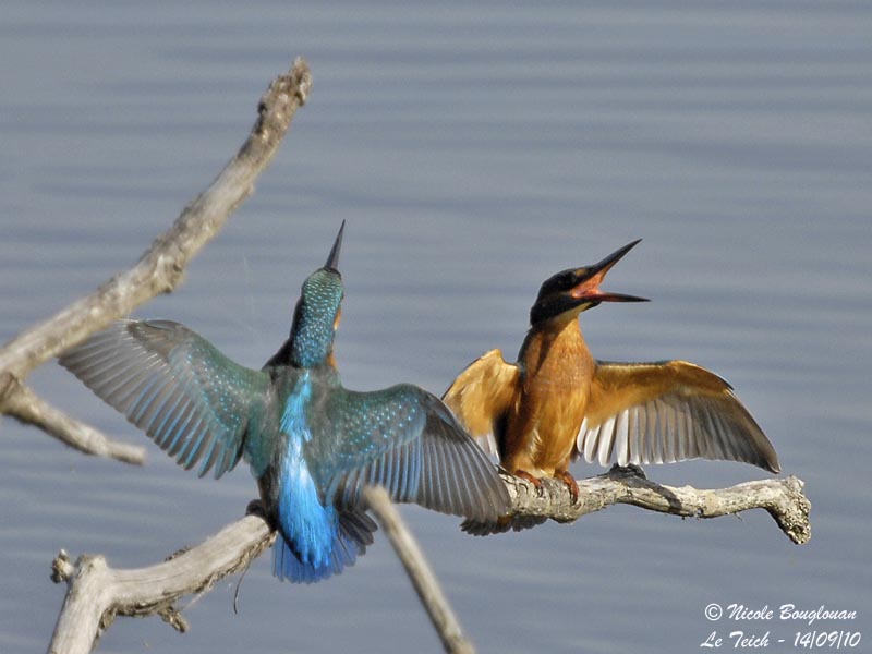 Common Kingfisher confrontation