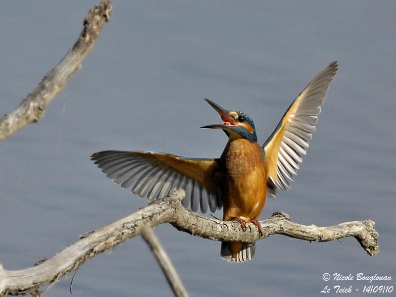 Common Kingfisher male