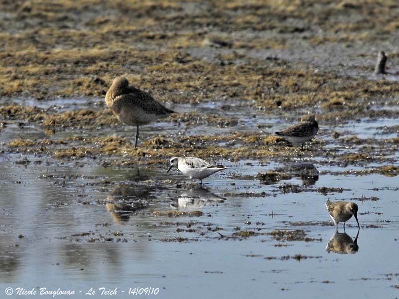 Red Phalarope - Winter plumage