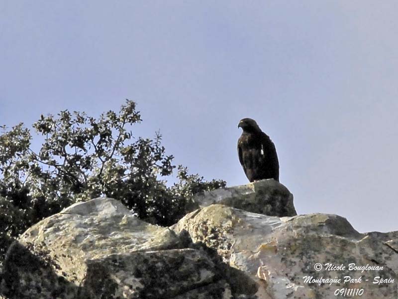 Spanish Imperial Eagle