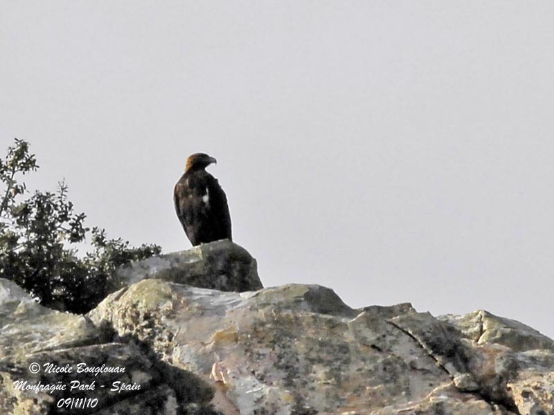 Spanish Imperial Eagle