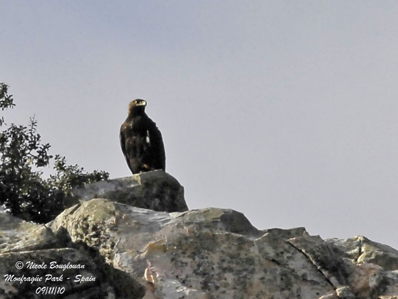 Spanish Imperial Eagle