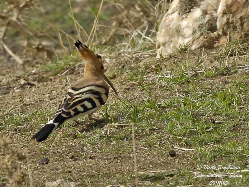 Hoopoe